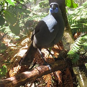 Kokako (Callaeas wilsoni)