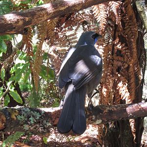 Kokako (Callaeas wilsoni)