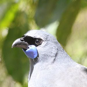 Kokako (Callaeas wilsoni)