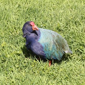 Takahe (Notornis hochstetteri)