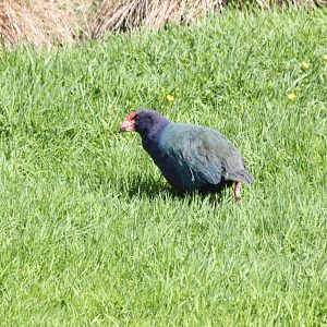 Takahe (Notornis hochstetteri)
