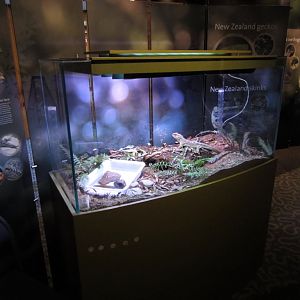 Another Tuatara tank