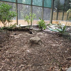 Adult tuatara outside exhibit