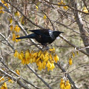 Tui, wild (Prosthemadera novaeseelandiae)