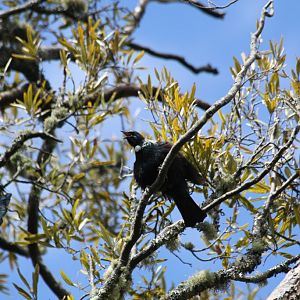 Tui, wild (Prosthemadera novaeseelandiae)