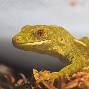 Wellington Green Gecko (Naultinus elegans punctatus)