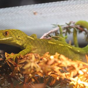 Wellington Green Gecko (Naultinus elegans punctatus)