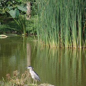 Wild Black-crowned Night Heron (Nycticorax nycticorax)