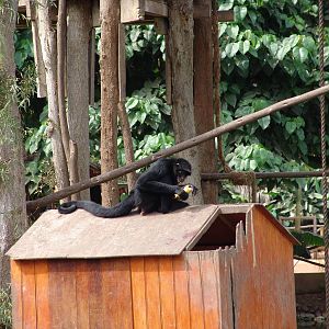 Black-faced Spider Monkey (Ateles chamek)