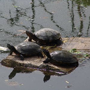 Red-eared Sliders (Trachemys scripta elegans)???