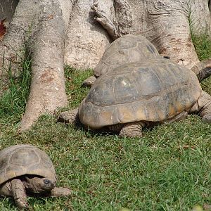 Yellow-footed Tortoise (Chelonoidis denticulata)