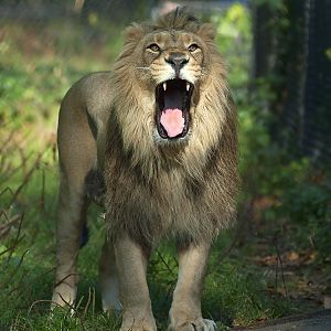 Iblis the male Indian Lion