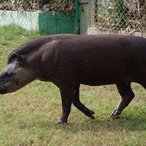 South American Tapir (Tapirus terrestris)