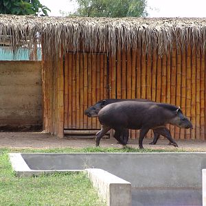 South American Tapirs (Tapirus terrestris)