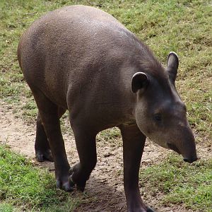 South American Tapir (Tapirus terrestris)