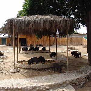 White-lipped Peccary's (Tayassu pecari) enclosure