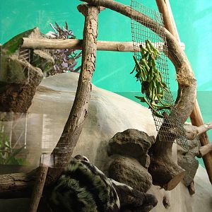 Brown-throated Three-toed Sloth's (Bradypus variegatus) exhibit