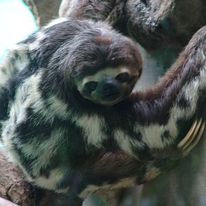 Brown-throated Three-toed Sloth (Bradypus variegatus)