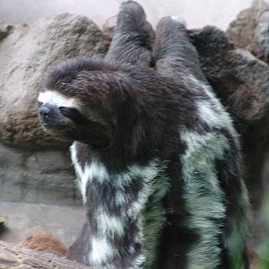 Brown-throated Three-toed Sloth (Bradypus variegatus)