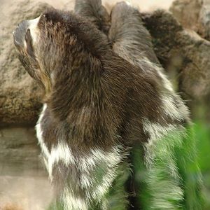 Brown-throated Three-toed Sloth (Bradypus variegatus)