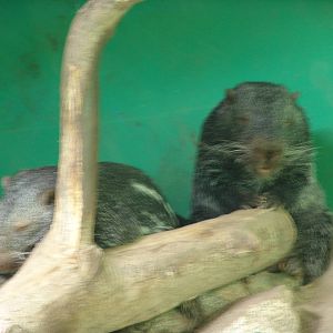 Pacaranas (Dinomys branickii)