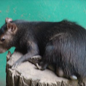 Central American Agouti (Dasyprocta punctata)