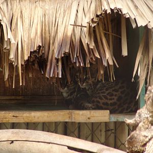 Oncillas (Leopardus tigrinus)