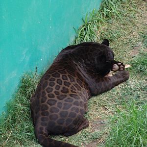 Jaguar (Panthera onca)