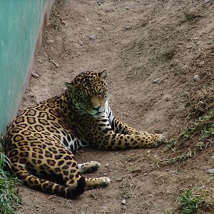 Jaguar (Panthera onca)