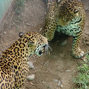 Jaguars (Panthera onca) playing