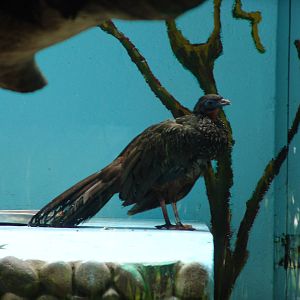 Spix's Guan (Penelope jacquacu)