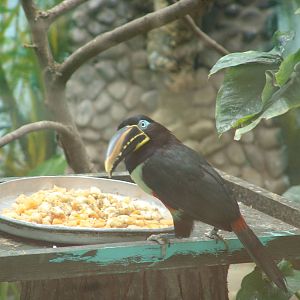 Chestnut-eared Aracari (Pteroglossus castanotis)