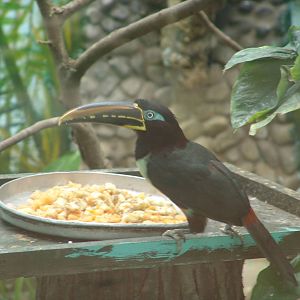 Chestnut-eared Aracari (Pteroglossus castanotis)