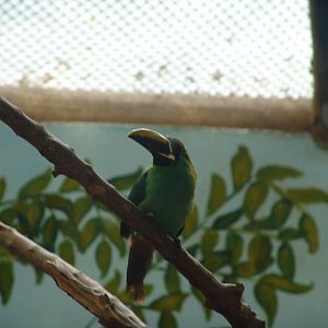 Emerald Toucanet (Aulacorhynchus prasinus)