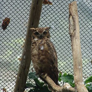 South American Great Horned Owl (Bubo virginianus nacurutu)