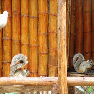 Wild Guayaquil Squirrels (Sciurus stramineus)