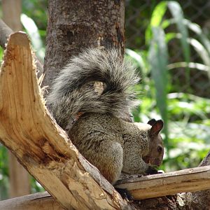 Wild Guayaquil Squirrel (Sciurus stramineus)