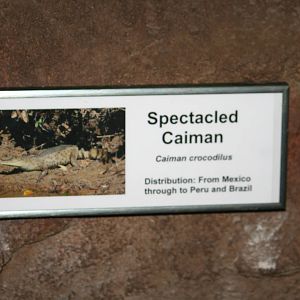 Spectacled caiman sign