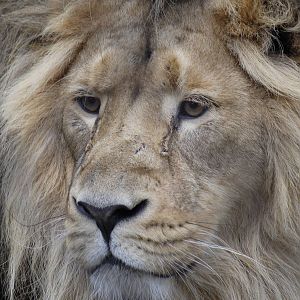 Iblis - Asiatic lion