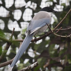 Azure-winged magpie
