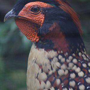 Cabot's tragopan