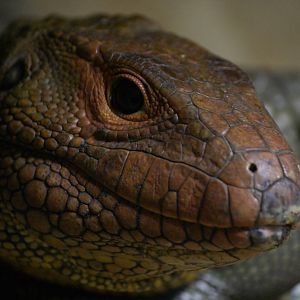 Caiman lizard