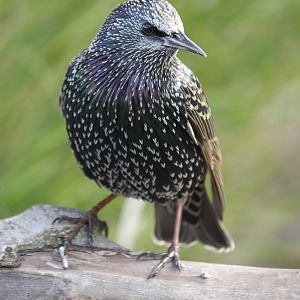 Wild starling