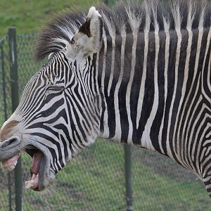 Grevy's zebra