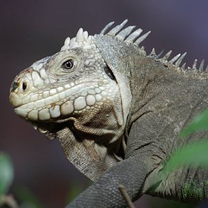 Lesser Antillean iguana