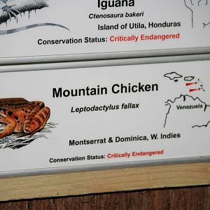 Mountain chicken sign