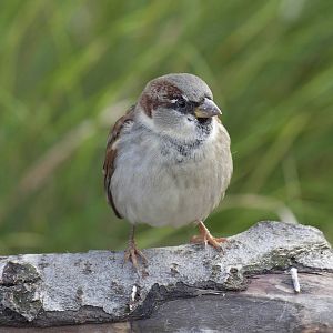 Sparrow