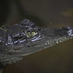 Spectacled caiman