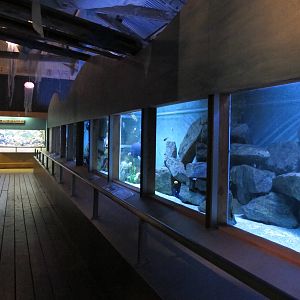 Tropical Freshwater Tank - Butterfly Creek 2011