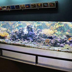 Tropical Marine Tank - Butterfly Creek 2011